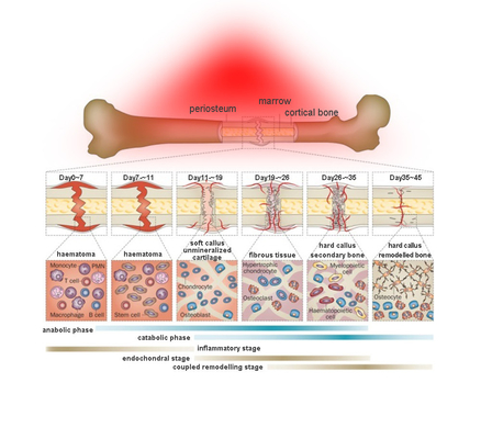Impuls-Licht-ganzer Körper-rotes Lichteinstrahlungs-Ausrüstungs-rotes Infrarotlichttherapie-Bett der hohen Leistung 635nm 850nm LED